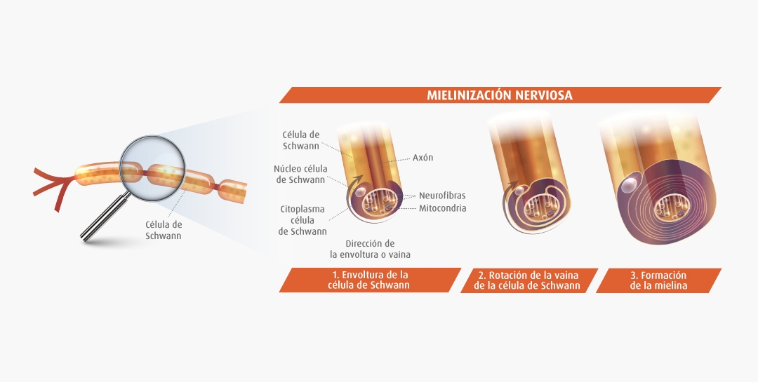 Mielinización nerviosa
