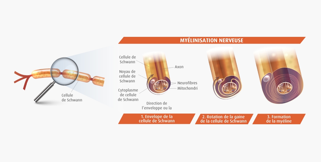 Myélinisation nerveuse