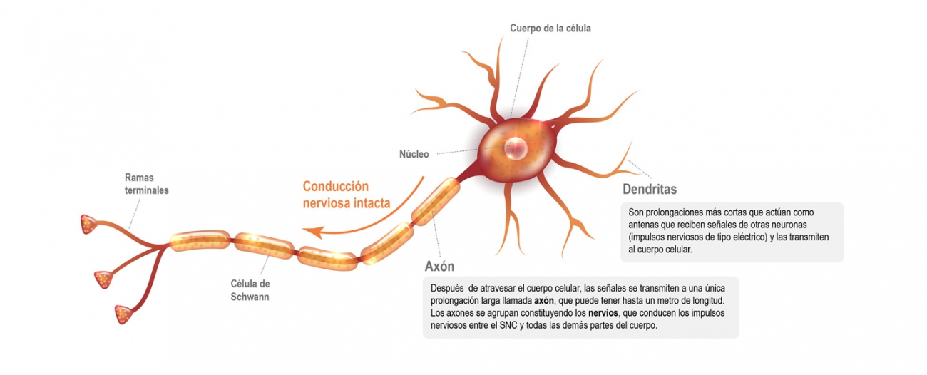 Neurona