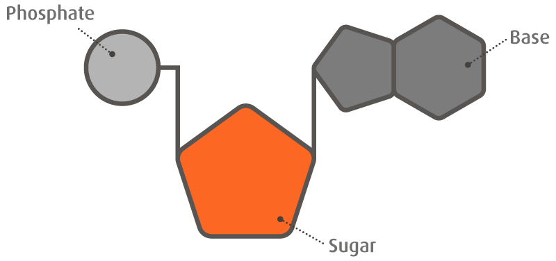 Nucleotide