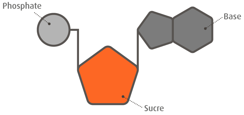 Nucléotide
