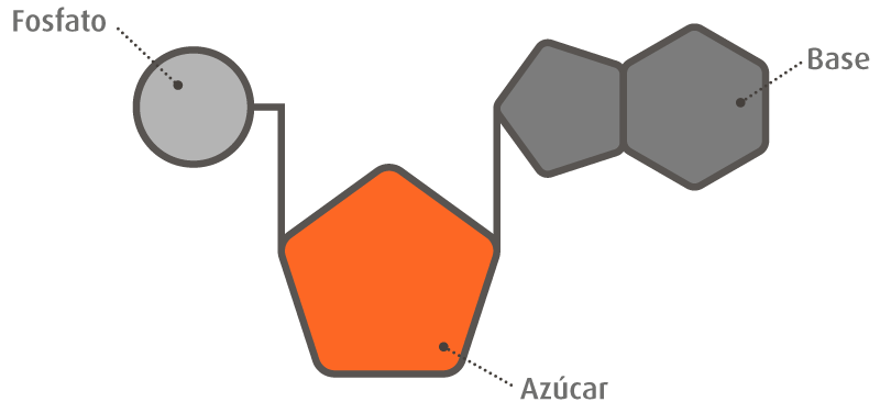 Nucleótido